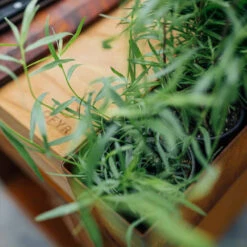 Brasero Plancha Island Corten PRO 100 Bois De Teck + Housse - Ofyr -Gril De Cuisine ofyr island pro 100 teck 2020000022121 5